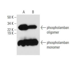 western blotting image from recommended phospholamban (F-7) monoclonal antibody replacement. Image 300119