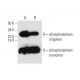 western blotting image from recommended phospholamban (F-7) monoclonal antibody replacement. Image 300119