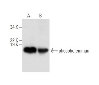 phospholemman Antibody (C-1) - Western Blotting - Image 295762 