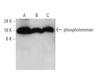 phospholemman Antibody (E-8) - Western Blotting - Image 346560 