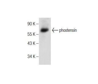 phostensin Antibody (B-11) - Western Blotting - Image 159889
