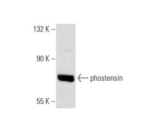 phostensin Antibody (F-5) - Western Blotting - Image 145573Each CRISPR/Cas9 Knockout (KO) Plasmid product consists of a pool of 3 plasmids designed to ensure identification and cleavage of a specific gene for maximum knockout efficiency. Each plasmid encodes a unique 20 nt sequence derived from the GeCKO (v2) library. 