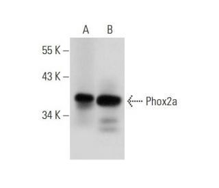 Phox2a Antibody (37K-2) - Western Blotting - Image 305867 