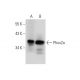 Phox2a Antibody (37K-2) - Western Blotting - Image 305867 