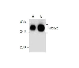 Phox2b Antibody (C-3) - Western Blotting - Image 164516