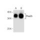 Phox2b Antibody (C-3) - Western Blotting - Image 164516