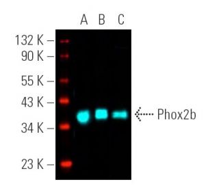 Phox2b Antibody (B-11) - Western Blotting - Image 391501