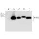 PHPT1 Antibody (C-6) - Western Blotting - Image 308047 