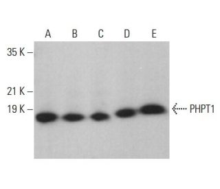 PHPT1 Antibody (C-6) - Western Blotting - Image 376691 