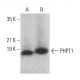 PHPT1 Antibody (C-6) - Western Blotting - Image 376687
