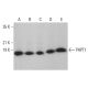PHPT1 Antibody (C-6) - Western Blotting - Image 376691 