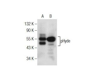 pHyde Antibody (H-4) - Western Blotting - Image 155229 