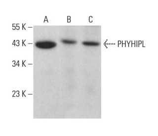 PHYHIPL Antibody (B-9) - Western Blotting - Image 379051 