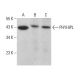 PHYHIPL Antibody (B-9) - Western Blotting - Image 379051 