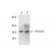 PHYHIPL Antibody (F-3) - Western Blotting - Image 318354