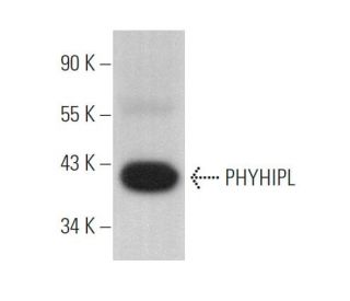 PHYHIPL Antibody (F-3) - Western Blotting - Image 375014 