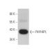 PHYHIPL Antibody (F-3) - Western Blotting - Image 375014 