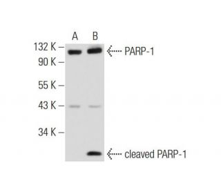 PARP-1 (B-10): sc-74470. Western blot analysis of PARP-1 expression in untreated (A) and Phytosphingosine (sc-201385) trea