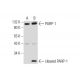 PARP-1 (B-10): sc-74470. Western blot analysis of PARP-1 expression in untreated (A) and Phytosphingosine (sc-201385) trea