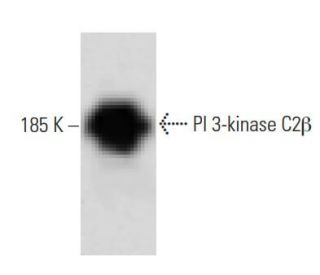 PI 3-kinase C2β Antibody (22) - Western Blotting - Image 60206