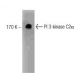 PI 3-kinase C2α Antibody (17) - Western Blotting - Image 127474