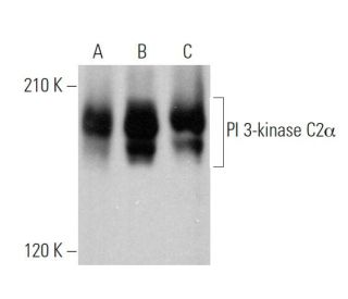 PI 3-kinase C2&alpha; Antibody (G-5) - Western Blotting - Image 360338 