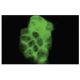PI 3-kinase C2β Antibody (16L9) - Immunofluorescence - Image 35556