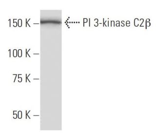 PI 3-kinase C2&beta; Antibody (16L9) - Western Blotting - Image 33781 