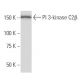 PI 3-kinase C2β Antibody (16L9) - Western Blotting - Image 33781 