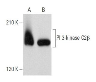 PI 3-kinase C2&beta; Antibody (A-3) - Western Blotting - Image 357991 