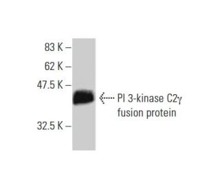 PI 3-kinase C2&gamma; Antibody (3D8) - Western Blotting - Image 348567