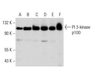 PI 3-kinase p100 Antibody (F-11) - Western Blotting - Image 304196 