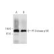 PI 3-kinase p101 Antibody (E-12) - Western Blotting - Image 290919 