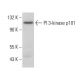 PI 3-kinase p101 Antibody (E-12) - Western Blotting - Image 379091