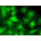 PI 3-kinase p110 Antibody (D-4) - Immunofluorescence - Image 370702 