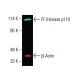 PI 3-kinase p110 Antibody (D-4) - Western Blotting - Image 396167