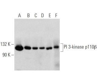 PI 3-kinase p110β Antibody (C-8) - Western Blotting - Image 374554