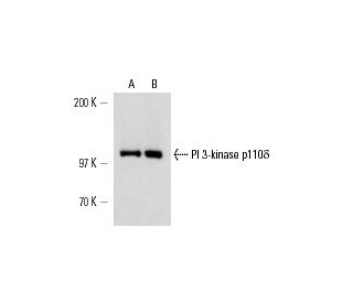 PI 3-kinase p110δ Antibody (A-8) - Western Blotting - Image 15005