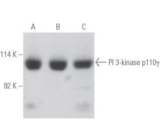 PI 3-kinase p110&gamma; Antibody (D-12) - Western Blotting - Image 398056 