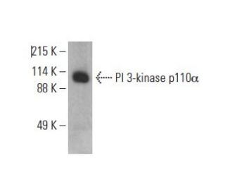 western blotting image from recommended PI 3-kinase p110&alpha; (E-7) monoclonal antibody replacement. Image 393042