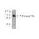 western blotting image from recommended PI 3-kinase p110α (E-7) monoclonal antibody replacement. Image 393042