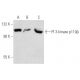 PI 3-kinase p110β Antibody (B-5) - Western Blotting - Image 354855 