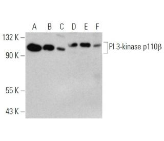 PI 3-kinase p110&beta; Antibody (B-5) - Western Blotting - Image 374553 