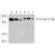 PI 3-kinase p110β Antibody (B-5) - Western Blotting - Image 374553 