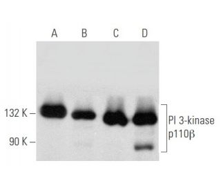 western blotting image from recommended PI 3-kinase p110&beta; (C-8) monoclonal antibody replacement. Image 354856