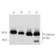 western blotting image from recommended PI 3-kinase p110β (C-8) monoclonal antibody replacement. Image 354856