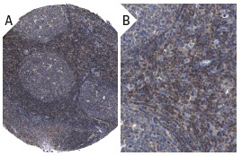 PI 3-kinase p110δ Antibody (A-8) | SCBT - Santa Cruz