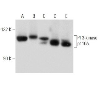 PI 3-kinase p110&delta; Antibody (A-8) - Western Blotting - Image 134793 
