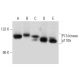 western blotting image from recommended PI 3-kinase p110δ (A-8) monoclonal antibody replacement. Image 134793