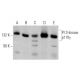 western blotting image from recommended PI 3-kinase p110γ (D-12) monoclonal antibody replacement. Image 355259